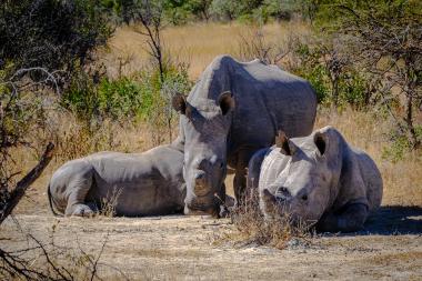 Wide close-up of three white rhinos lying and standing on dry sandy ground in a sunlit African savanna. Two rhinos are reclining while a larger adult stands protectively behind them; dry grasses, low shrubs and scattered thorny bushes fill the background under a clear blue sky. The animals' textured grey hides, ears and horns are visible.