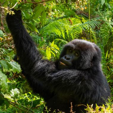 Close-up of a young mountain gorilla sitting among ferns and leafy vegetation in a forest. The gorilla looks toward the camera while reaching up to grasp a branch; dappled sunlight falls across its dark fur and the surrounding green plants. Photo taken near coordinates -1.3560877783333, 29.665050833333 in Volcanoes National Park, Rwanda.