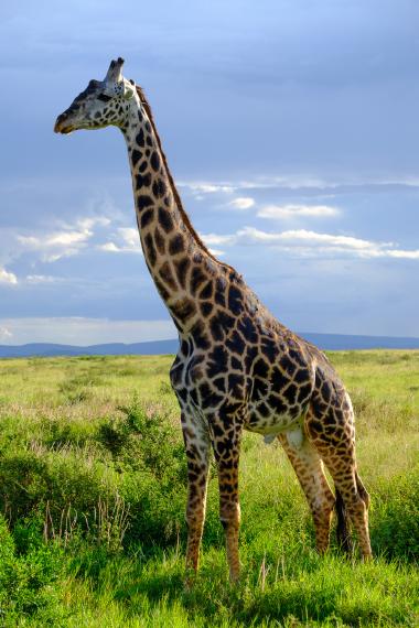 Full-body portrait of a giraffe standing in green savanna grass with a partly cloudy sky behind it. The giraffe's long neck and patterned coat fill the left and center of the frame; low shrubs and distant hills are visible on the horizon. Photo taken in northern Tanzania (approx. -2.682013, 34.9230775).
