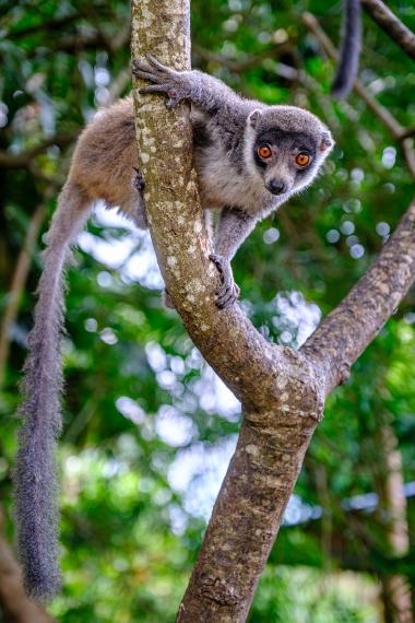 Close-up of a brown lemur (likely Eulemur species) gripping a forked tree branch with long tail hanging down, bright orange eyes staring toward the viewer; blurred green tropical forest background.