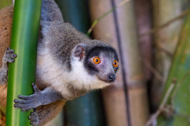 Close-up view of a lemur (likely a brown lemur species) clinging to a green bamboo stalk. The animal faces the camera with striking bright orange eyes, a dark facial mask and dense gray-brown fur. Blurred bamboo and forest vegetation form the background.