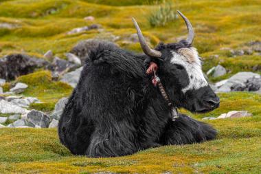 Side view of a large black-and-white domestic yak (Bos grunniens) resting on a mossy alpine pasture. The yak has curved horns and a decorative rope with a small metal bell hanging from its neck. Low rocky outcrops and short alpine grasses fill the background. Photo taken at coordinates 28.987833888333, 87.465835555 in a high Himalayan landscape.