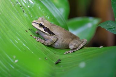 Close-up photograph of a brown tree frog sitting on a large glossy green tropical leaf. The frog is light brown with a dark stripe through its eye and granular skin texture; water droplets and blurred green foliage fill the background. Photo taken near Manuel Antonio, Costa Rica (9.386231, -84.143318).