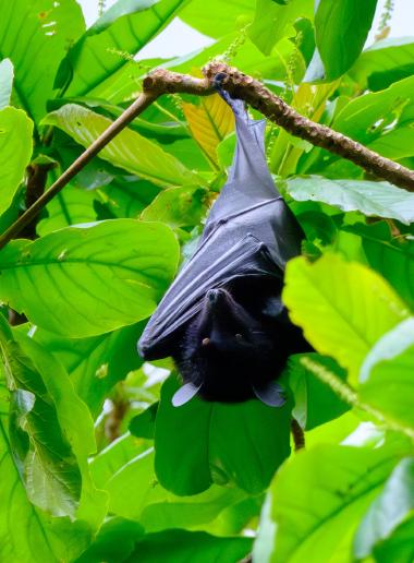 Close-up of a large fruit bat (flying fox) hanging upside down from a thin branch in dense, bright green tropical foliage. The bat is wrapped in its dark wings with its head partially visible and eyes faintly reflecting light. Surrounding the animal are broad glossy leaves; scene photographed at the coordinates -12.314850555, 43.677085.