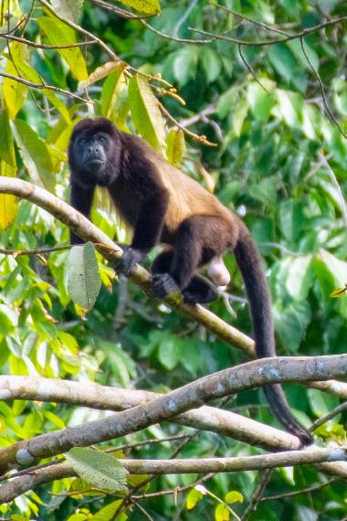 A male mantled howler monkey (Alouatta palliata) sits on a tree branch high in the tropical forest canopy, looking toward the camera. The monkey has dark fur on its face and limbs with a lighter brown mantle on its back, a long tail draped along branches, and visible scrotal anatomy. Broad green leaves and multiple branches surround the animal, suggesting a humid rainforest environment.