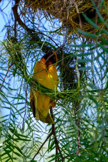 Close-up view of a yellow masked weaver bird with a black head and yellow eye-ring hanging inside a woven grass nest among thin pinnate leaves; bright sunlight and blue sky in the background. Photo taken near Nanyuki, Kenya (coordinates: -0.310593055, 36.130951945).