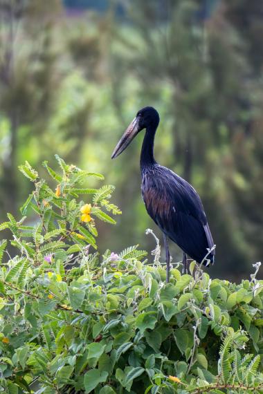 A tall dark African openbill stork standing on a lush green hedge of vines and flowering shrubs. The bird has a long slightly curved bill and dark plumage with brownish feather highlights. Bright yellow flowers and heart-shaped green leaves surround its legs. The background is softly blurred, suggesting a wetland or riverside habitat. Photo taken near coordinates 0.4017706, 33.2072956.