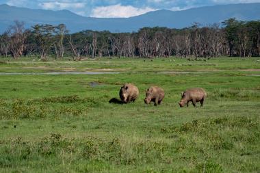 Wide landscape view of a green lakeside plain at Lake Nakuru, Kenya, with three white rhinoceroses grazing in the foreground. Patches of shallow water and marsh grass lie behind them, a line of dry and leafy acacia trees forms a midground, and blue Rift Valley hills and a partly cloudy sky are visible on the horizon. Small antelope and waterbirds are scattered in the distance.