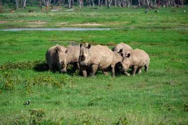 Wide shot of four white rhinoceroses standing close together and grazing on a bright green grassy plain near a shallow water channel; a small black-and-white wading bird stands in the foreground and scattered trees and distant grazing animals are visible along the horizon. The scene is sunlit and calm, likely in a Kenyan savanna near Lake Nakuru.