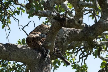 A leopard lies stretched across large lichen-covered branches of a tree, one hind leg and tail hanging down, the cat looking alert and partially hidden by branches and leaves with a clear blue sky behind. Photo taken in the Serengeti region of northern Tanzania (coordinates provided).