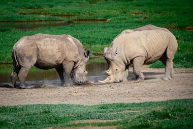Wide-angle view of two adult white rhinoceroses in profile at a shallow waterhole in grassy savannah. Both rhinos have their heads lowered and horns almost touching as they push and nudge the ground, kicking up dust. Green grass and a pool of water form the background. Photographed at the provided coordinates in central Kenya.