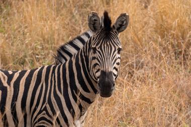 Close-up view of a plains zebra facing the camera in tall dry golden savanna grass. The zebra's black-and-white stripes and erect mane are visible; the background shows blurred brown and yellow grasses. The animal appears calm and alert.