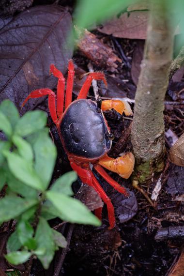 Close-up, top-down view of a bright red land crab with an almost black carapace and orange claws crawling among brown leaf litter and a small tree stem on a damp tropical forest floor. Green seedling leaves are visible in the foreground. Photo taken near the Pacific coast of Costa Rica (coordinates provided).