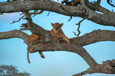 A lioness rests stretched out on a thick horizontal tree branch high above the ground, one hind leg dangling. The animal looks directly toward the viewer with a calm, alert expression; lichen-covered branches frame a clear blue sky.