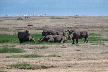Wide shot of five rhinos on a flat, sandy lakeshore with patches of green grass. Three rhinos stand while two rest on the ground; a line of white waterbirds is visible along the distant water. The scene is calm and sunlit at Lake Nakuru in Kenya (coordinates provided).