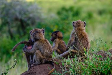 Four young baboons, seen from behind and the side, sit close together on a small earthen mound surrounded by green grass and shrubs. One baboon appears to groom or cling to another while a juvenile looks outward; soft natural daylight and blurred green vegetation form the background. Photo taken near coordinates -2.459335, 34.8051275 in northern Tanzania.
