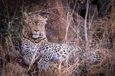 Close-up of a leopard lying on rocky ground among dry savanna grasses and small shrubs in Pilanesberg National Park, South Africa. The big cat faces the camera with alert, focused eyes, its spotted coat blending with the surrounding rocks and vegetation. Dry grasses and a thin sapling frame the animal.