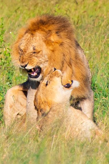 Two African lions in tall green grass: a male with a dark mane leaning over a female as both open their mouths. The animals appear to be mating in a sunlit savanna setting in the Serengeti, northern Tanzania.