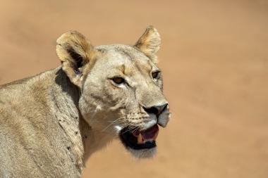 Close-up image of a lioness head and upper shoulder with mouth slightly open, amber eyes looking right. The tawny fur shows small ticks on her shoulder. Background is out-of-focus dry earth or savanna. Photo taken near coordinates -25.25867, 27.06899 (Pilanesberg area, North West province, South Africa).