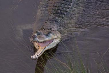 Close-up view of a gharial (long‑snouted crocodile relative) partially submerged and swimming toward the camera in muddy water with its mouth wide open, showing many sharp teeth; tall river grasses and rippling water are visible in the foreground and background, conveying a wild riverine scene near Chitwan, Nepal (for screen readers: large reptile with elongated snout and open jaw among reeds).