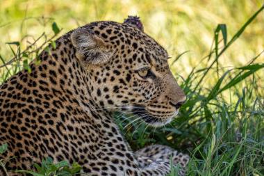 Close up, side view of an adult leopard lying in green grass. The leopard's spotted coat, whiskers and yellow eye are visible; its ears show small wounds or scarring. Sunlit savanna grasses form a soft background. Likely taken in the Maasai Mara, Kenya.