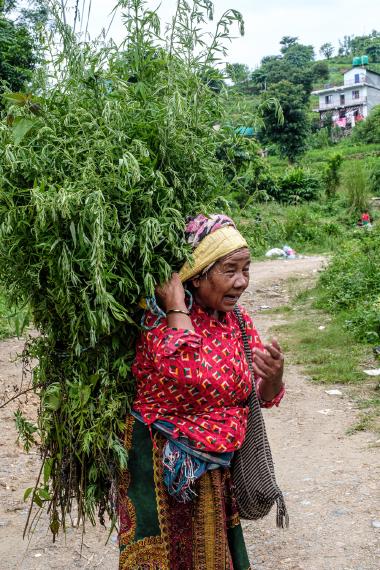 Elderly woman wearing a yellow headscarf and red patterned blouse balances a tall, leafy green plant bundle on her back while walking along a dirt road in a rural village; a woven bag hangs from her shoulder.