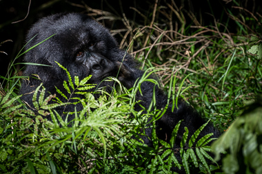 Buzeyi - Uganda